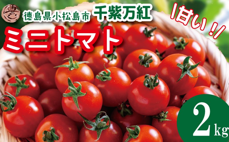 
            【選べるお届け月】 ミニトマト 2kg 千紫万紅 先行予約 トマト 水耕栽培 甘い 野菜 やさい 国産 産地直送 数量限定 旬 フレッシュトマト 生野菜 新鮮 ソース 調味料 ケチャップ サラダ 美容 新鮮 健康 お取り寄せ トマト グルメ おすすめ 人気 徳島県 小松島市
          