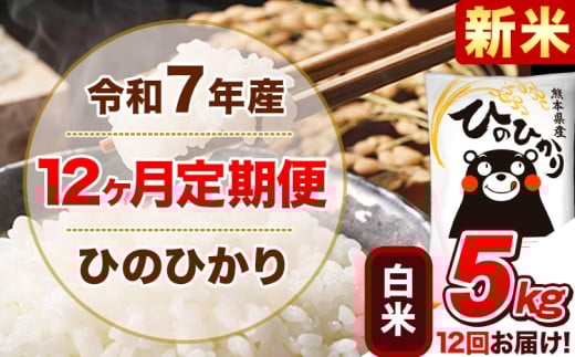 新米 令和7年産【12ヵ月定期便】 白米 ひのひかり 定期便 5kg 5kg×1袋《11月から出荷開始》 熊本県産 精米 ひの 米 こめ ヒノヒカリ コメ お米