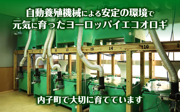 毎週土曜日お届け限定 活きヨーロッパイエコオロギ Mサイズ300匹／コオロギ 生餌 こおろぎ ペット用 爬虫類 エサ 餌 内子町 四国 愛媛県 【株式会社ヒューネット風の谷うちこおろぎファーム】 [B