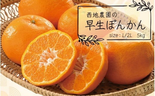 【先行予約】L・2Lサイズのみ 西地農園の早生ぽんかん 5kg【2025年12月末から順次発送】 /  ぽんかん 柑橘 みかん 蜜柑 ハウス 2L L 早生