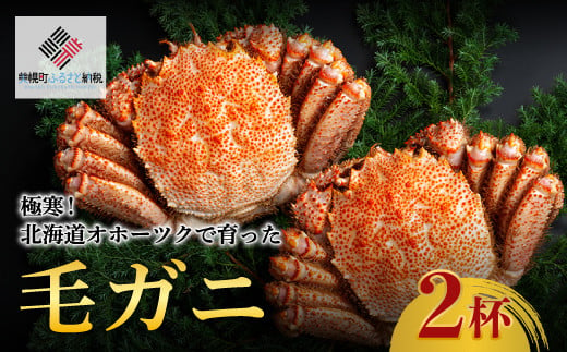 ＜限定＞極寒！北海道オホーツクで育った ”毛ガニ” 2杯 ふるさと納税 人気 おすすめ ランキング 毛蟹 毛ガニ 毛がに 蟹 かに カニ オホーツク産 北海道 美幌町 送料無料 BHRI032