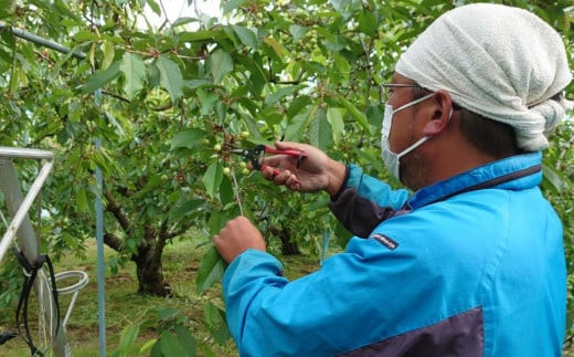 さくらんぼ  先行予約 【2027年5月20日入金分まで】 バラ詰め 700g 品種おまかせ( 正光錦 / 佐藤錦 ) ※2027年6月中旬以降順次発送 福島県 大玉村産 ｜ サクランボ 旬 果物 果実 くだもの フルーツ 新鮮 ｜ om-sr700-R9