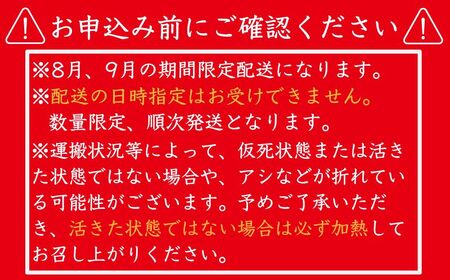 活 伊勢海老 数量限定 約800g～1kg 天然 銚子港水揚げ イセエビ 海老 えび 刺身 ボイル バーベキュー アウトドア エビフライ 人気 高級 おススメ 新鮮 海鮮 贈答 プレゼント ギフト お