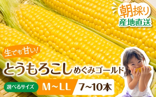 口コミだけでリピーター続出！朝採れとうもろこし「めぐみゴールド」※2027年予約 10本（L～LL）とうもろこし トウモロコシ 大粒 甘い おいしい とうもろこし とうもろこし 甘い コーン 野菜 生 旬 夏 BBQ 産地直送 先行予約 岐阜県 郡上市 数量限定