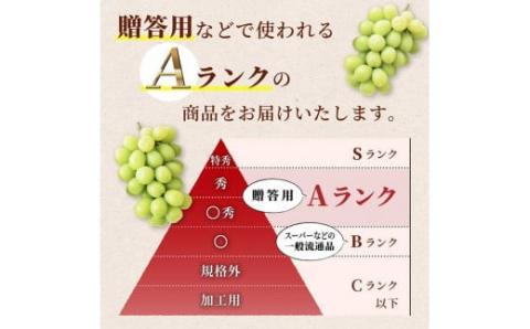 《先行予約》2024年 山形県 高畠町産 シャインマスカット 1.6kg( 2～3房) 2024年10月中旬から順次発送 ぶどう ブドウ 葡萄 F20B-735