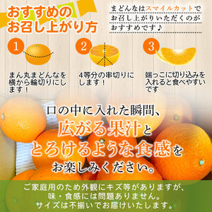 紅まどんなと同品種！＜木下さんちのまどんな 約2.5kg 家庭用＞ 柑橘類 みかん ミカン 果物 くだもの フルーツ 不揃い 自宅用 愛媛果試第28号 特産品 産地直送 マドンナ 木下農園 西宇和 愛