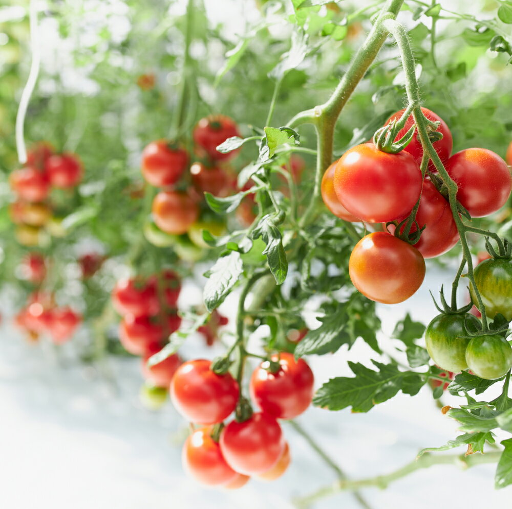 【ふるさと納税】フルーツトマト 『 甘ほっぺ ( フルティカ )』1kg[ トマト ミディトマト 野菜 完熟 ] とまと 　お届け：2026年2月上旬～2026年6月下旬