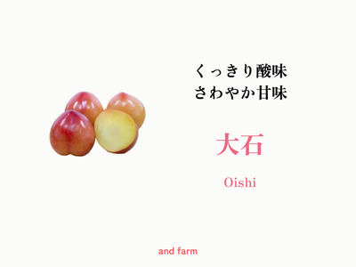 ＜2026年発送先行予約＞【すもも・大石】くっきり酸味！お菓子作りには絶対コレ！ 約40玉 ALPDS010