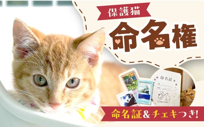 
            命名権（保護猫への名付け） 猫 ねこ ネコ 保護猫 支援 動物愛護 応援 大阪府高槻市／特定非営利活動Cherish [AODU001]
          