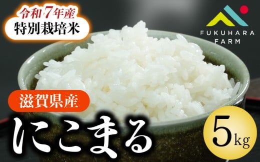 特別栽培米 にこまる 5kg 令和7年産 先行受付 白米 新米 米 精米 こめ コメ お米 ご飯 米 先行受付 5キロ 令和7年 2025年11月下旬より発送開始 滋賀 彦根