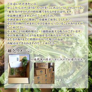 【5月上旬より発送開始予定】 期間限定 天然山菜 食べ比べセット 約300g ／ 山菜 春の山菜 春 さんさい 旬 春の味覚 食べ比べ 味比べ セット 季節物 季節野菜 旬野菜 春野菜 春の野菜 山菜