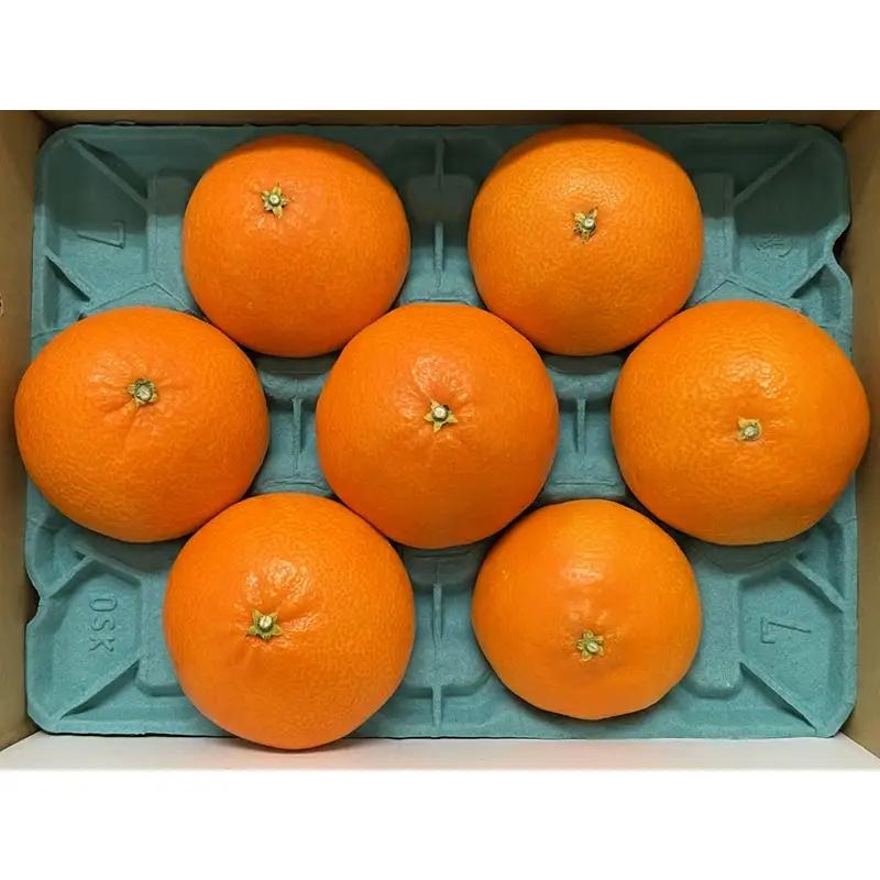 【2026年先行予約】紅まどんな 1.7kg (5～10個) 愛媛みかん 愛果28号 化粧箱入り 【11月下旬より順次発送予定】 紅マドンナ まどんな マドンナ みかん ミカン 蜜柑 果物 くだもの 