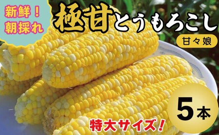 とうもろこし コーン 5本 約 2kg 先行予約 甘々娘 トウモロコシ 甘い 期間限定 夏 旬 野菜 鍋 炒め物 煮物 スープ 弁当 惣菜 おかず 健康 新鮮 国産 送料無料 吉野川市 徳島県