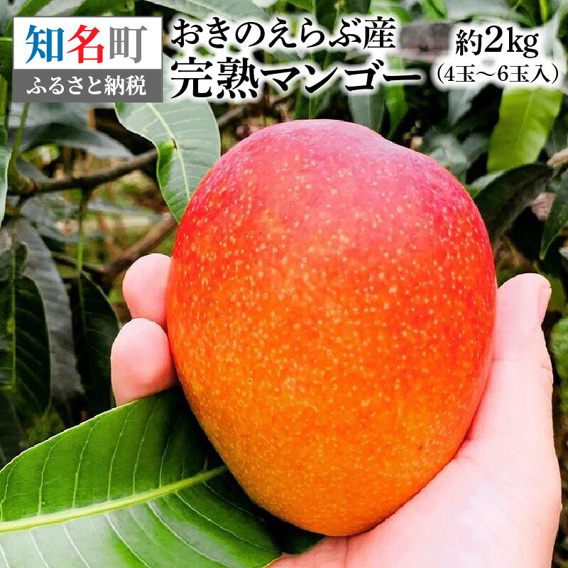 【ふるさと納税】 おきのえらぶ産 完熟 マンゴー 約2kg 果物 フルーツ 果実 果汁 甘い 農家 クリーミー 主婦の店 森商事 ふるさと納税 知名町 おすすめ ランキング プレゼント ギフト
