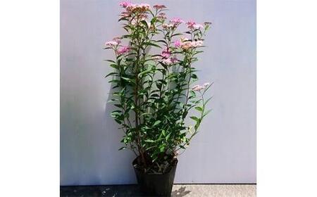 緑の力で地球を元気に!＜シモツケ ピンク＞15cmポット 高さ40cm前後 3本セット