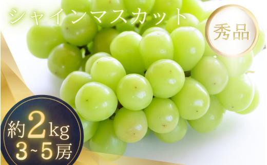 シャインマスカット たっぷり 約2kg 箱入り 【2026年8月中旬～9月上旬頃順次発送】/ ぶどう マスカット 甘い ジューシー 和歌山県 かつらぎ町 アートフルーツ農園