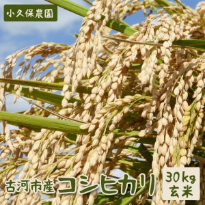 【令和7年産】古河市産　コシヒカリ30kg玄米【小久保農園】 | 米 こめ コメ こしひかり 国産 単一米 茨城県産 古河市 _AS09