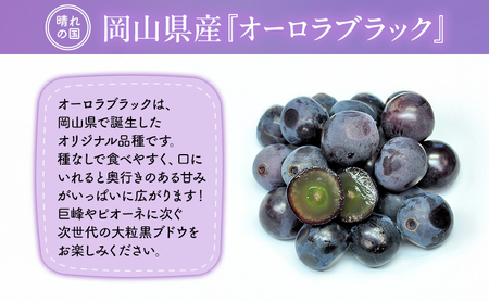 【2026年先行予約】 ぶどう 岡山県産 オーロラブラック （ 種無し ）約2kg（3～5房） 《2026年9月上旬-中旬頃出荷》 葡萄 ブドウ フルーツ 果物 スイーツ 数量限定 期間限定 岡山 里