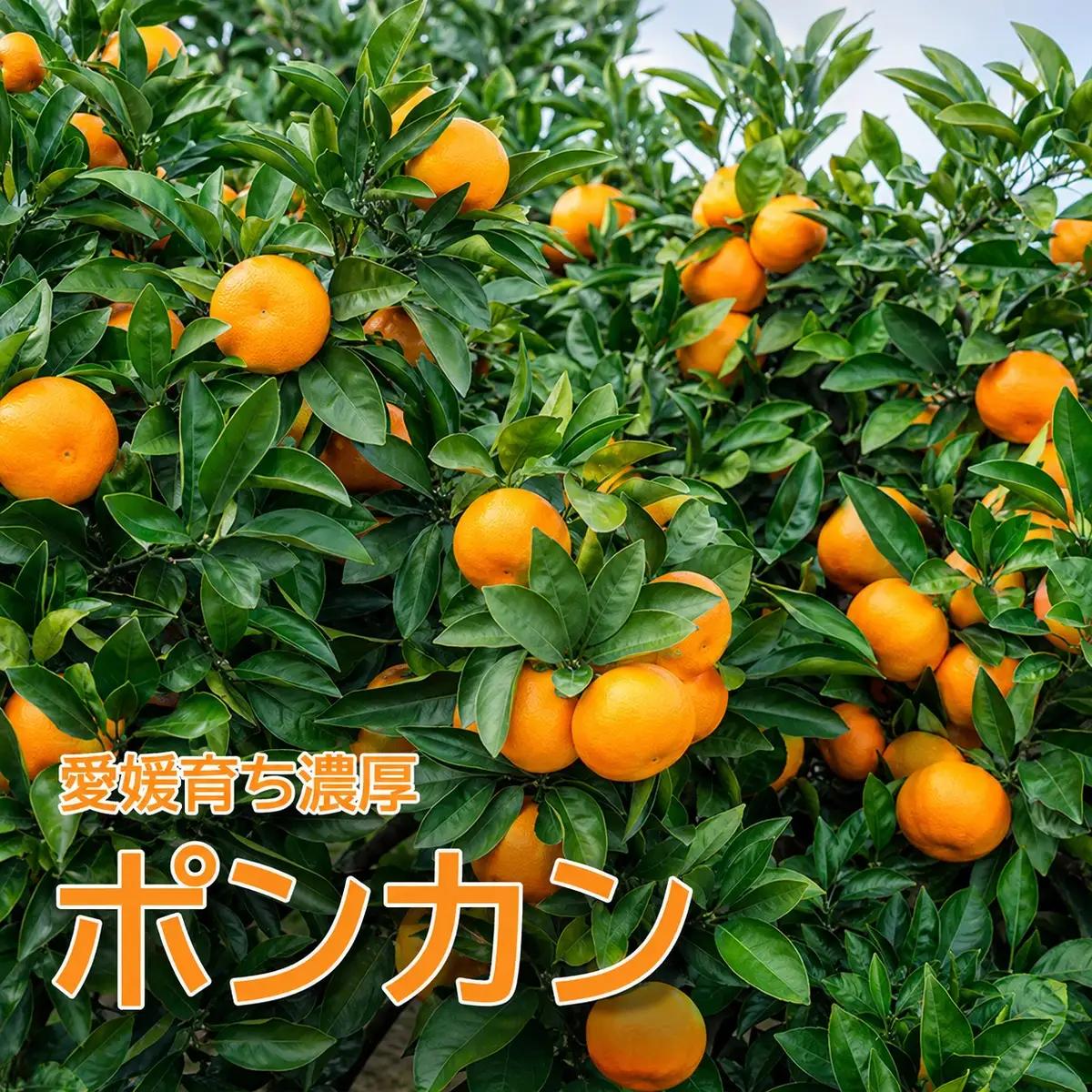 【愛南産ポンカン】冬の柑橘ポンカン 5kg