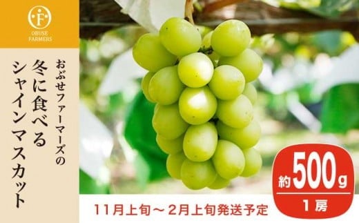 
            冬に食べるシャインマスカット 約500g 1房［ おぶせファーマーズ ］ぶどう フルーツ 果物 【2025年11月上旬～2026年2月上旬発送】［F-547］
          