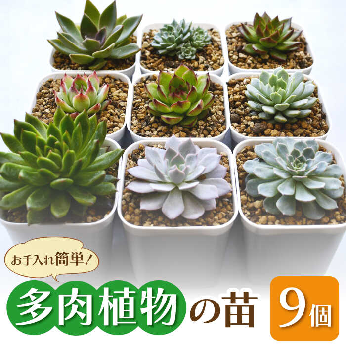 【ふるさと納税】多肉 植物 苗 9個 セット 福岡 八女 広川　広川町 / plantsfunshopnatur[AFAT004]