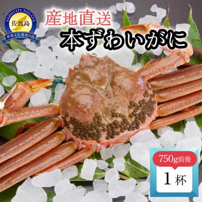 ふるさと納税 佐渡市 佐渡産 本ずわいがに 750g前後 1杯