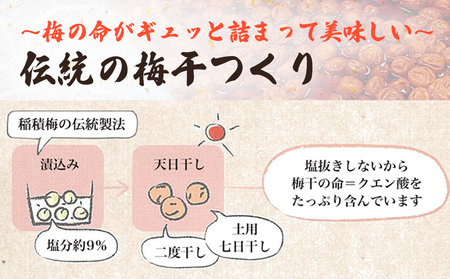 梅干し お米（10kg）付き！　｜　富山県 氷見市 固定種 稲積梅 梅 梅干し 手作り 果実 昔ながら 無添加 酸っぱい 肉厚 お米 セット GI認証 GI登録
