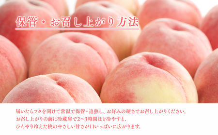 白桃 品種お任せ(あかつき/まどか/伊達白桃) 約４㎏(12-16玉) [hi-0064-004]