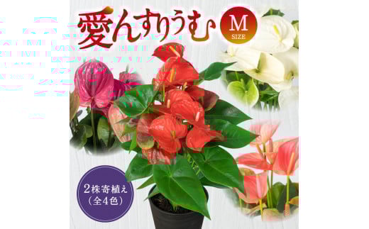 B-B05 愛んすりうむ（アンスリウム）Ｍ（２株寄植え） 花 お花 華 インテリア プレゼント 贈り物 観葉植物 観葉植物グリーン 観葉植物緑 観葉植物インテリア 観葉植物雑貨 観葉植物暮らし 観葉植物植物 アンスリウム 観葉植物初心者 観葉植物育てやすい 観葉植物室内 観葉植物屋内 観葉植物ギフト 観葉植物プレゼント 観葉植物贈り物 観葉植物お祝い 湖東フラワー