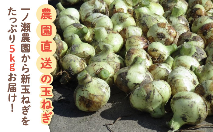 【農家直送！】こだわり 新玉ねぎ （サイズ混合） 約5kg 【一ノ瀬農園】玉葱 早生 佐賀 [IBQ003]