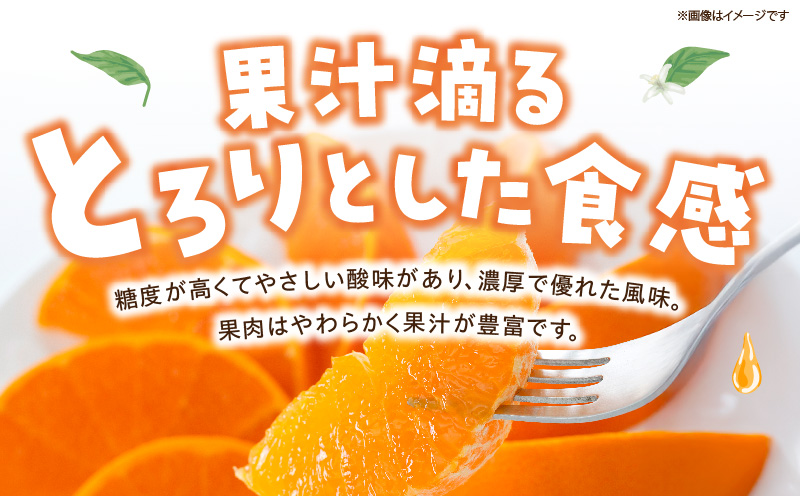 【先行予約】＜数量限定＞＜2027年2月中旬頃から順次発送予定＞《A級品》 順子姉さんのひっぱりだこ愛情せとか 2.5kg 果物 フルーツ デザート スイーツ ギフト プレゼント 贈り物 贈答 プレゼ