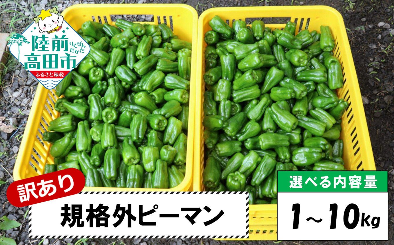 
            【先行予約】 訳あり 規格外 ピーマン 内容量が選べる 約1kg～10kg 【 不揃い 産地直送 新鮮 料理 野菜 大容量 岩手県 陸前高田市 Farm Koganeyama 】2025年7月から発送予定
          