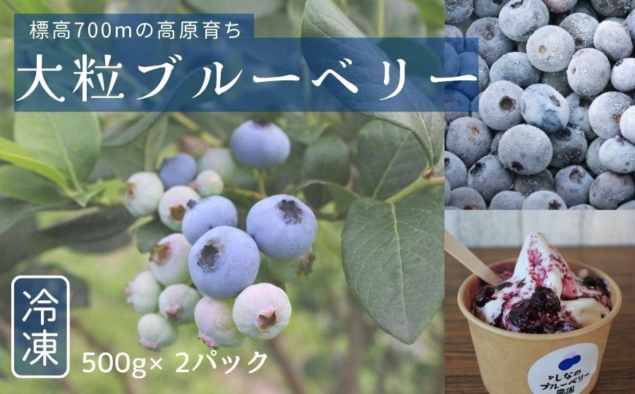 
                  【農園直送】大粒 冷凍ブルーベリー 500g×2袋 長野県信濃町 ハイブッシュ系【長野県 信州 信濃町 ふるさと納税／しなのブルーベリー農園】
                