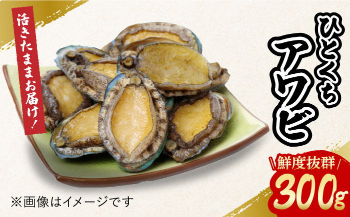 【小ぶりで料理に使いやすい！】 上五島産 養殖 ひとくち アワビ 厳選 300g 鮮魚 魚介類 【豊建設株式会社】 [RAE005]