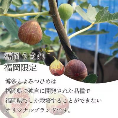 ふるさと納税 芦屋町 2026年8月上旬〜10月下旬順次発送 福岡県ブランドいちじく とよみつひめ 300g×4P 芦屋町 |  | 01