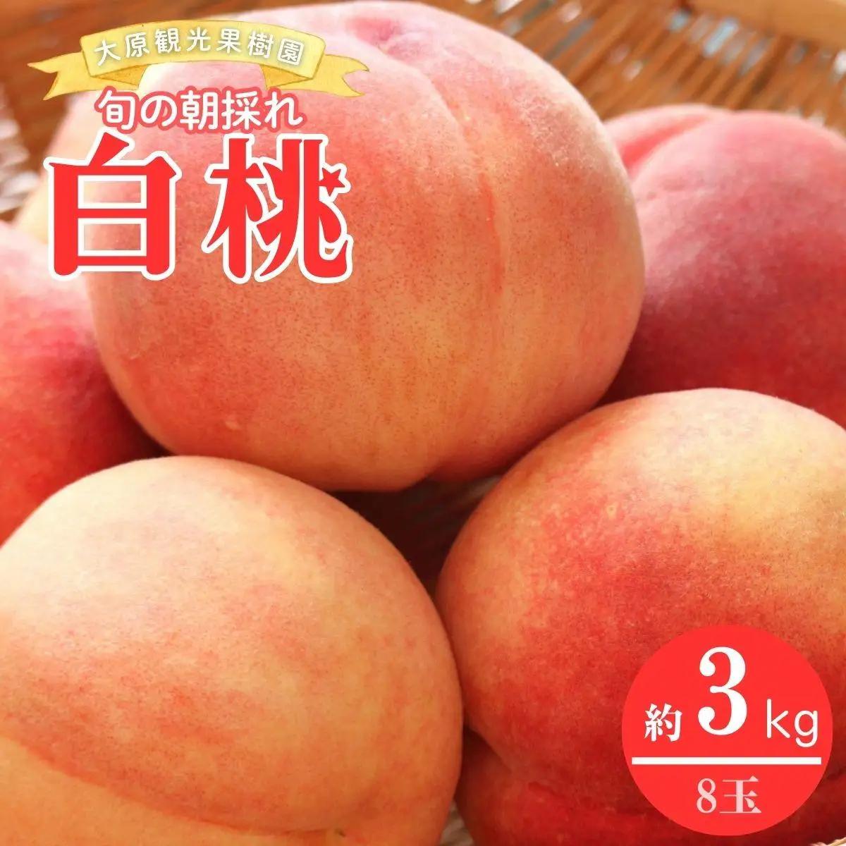 【2026年先行予約】白桃 1箱（約3kg 8玉）桃 もも モモ はくとう フルーツ 【026-a020】