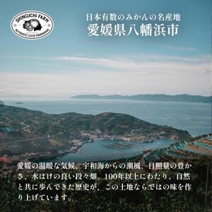 老舗農家が見極めたプレミアム【伊予柑3kg】【愛媛県川上産】【C70-94】【1671254】