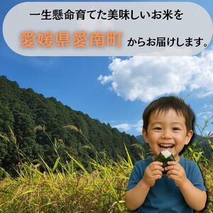 【新米】 令和7年産 コシヒカリ 10kg 新米 愛媛県 愛南町 青果市場