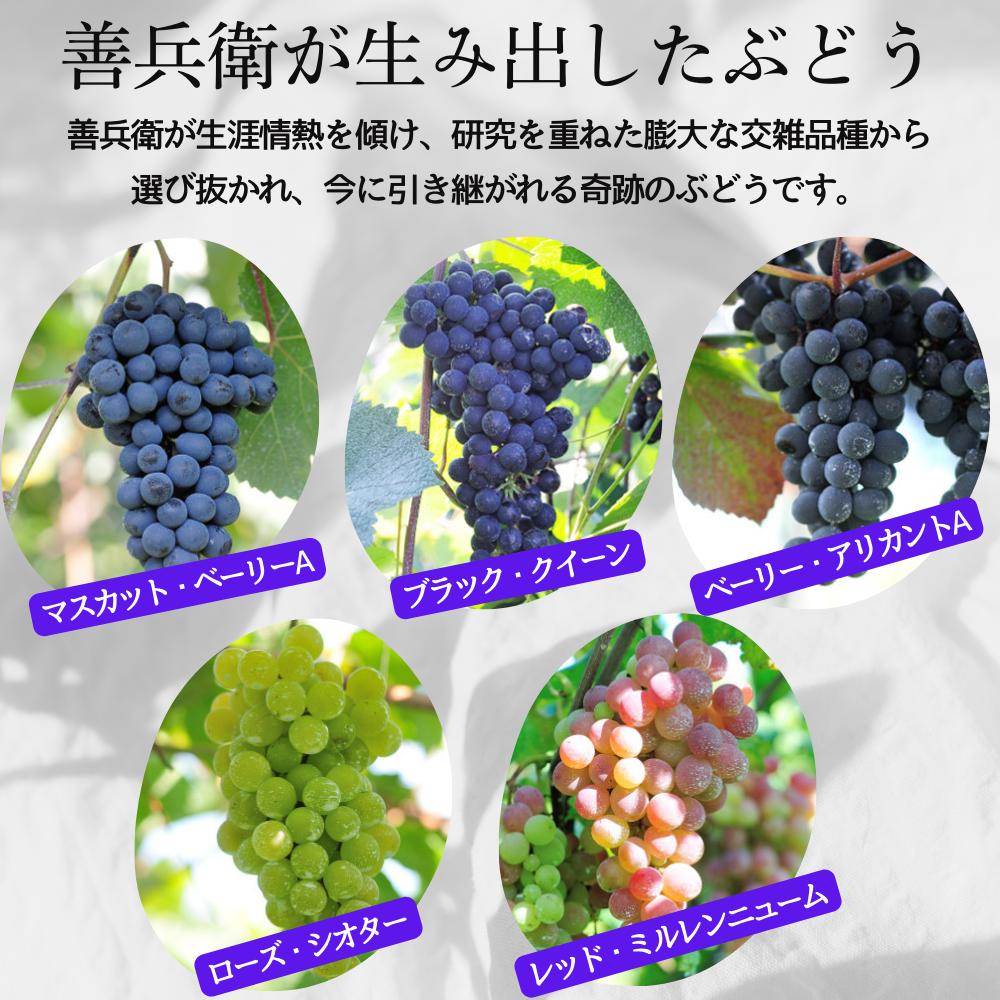 ワイン 岩の原ワイン 善 赤 白 6本セット  (赤×3本、白×3本 各720ml ) お酒 岩の原 酒 新潟 上越 最短3日で発送