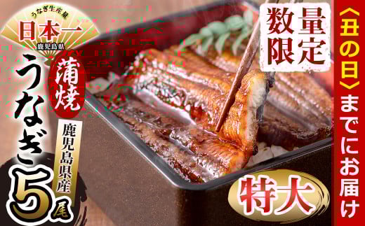 【丑の日までに配送】鹿児島県産 伊崎田のうなぎ蒲焼 特大＜190g以上＞× 5尾(計950g以上) c9-001-us