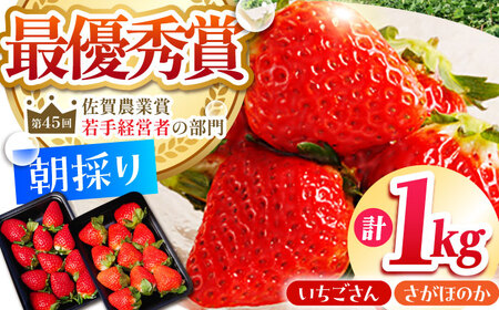 【2〜4月発送】いちごさんさがほのか計4パック1kg HAF020 いちご