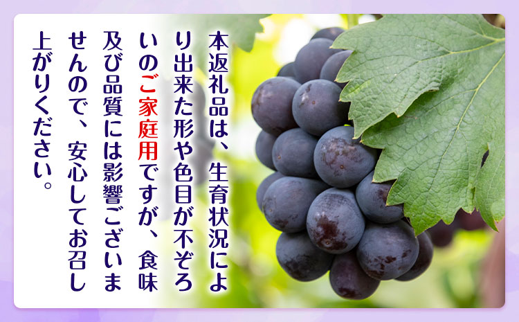 【2026年先行予約】ぶどう ご家庭用 ピオーネ 約5kg (7～13房) もりおか農園《2026年9月上旬-10月上旬頃出荷》岡山県 浅口市 送料無料 ぶどう フルーツ 果物 くだもの デザート お