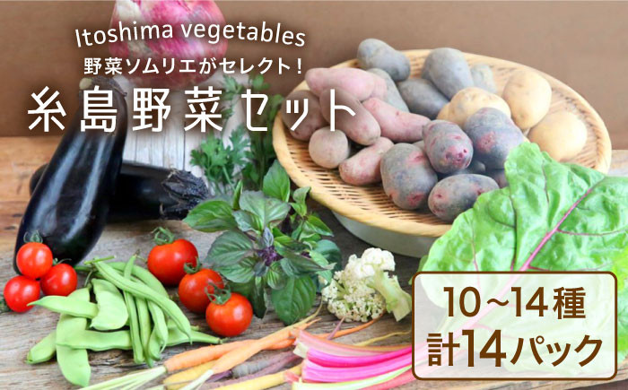 
【お中元対象】旬を味わう 糸島 野菜 セット 10～14種（計14パック） / イタリア野菜 オーガニック 野菜ソムリエ 松永《糸島》【vegeLabo】[AJB001]
