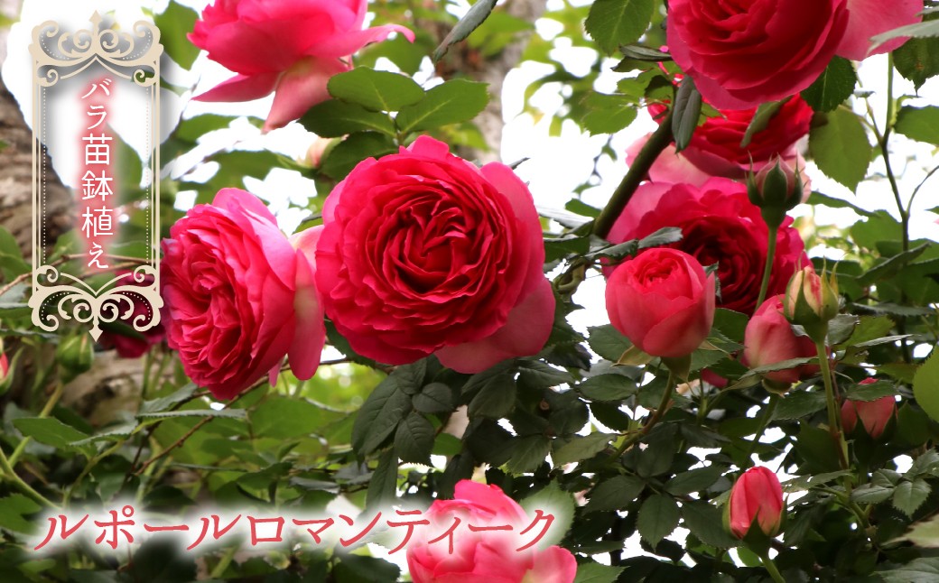 
                  【2026年2月から発送】バラ苗鉢植え「ルポールロマンティーク」057-052
                