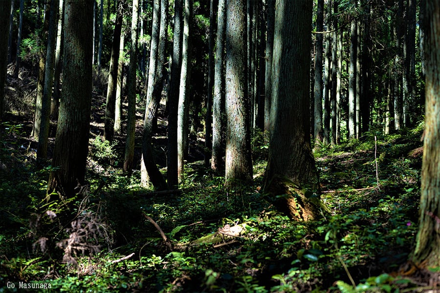 【KALCANO】イヤリング ジュエリー jewelry アクセサリー レディース 熊本 阿蘇小国杉 小国杉 工芸品 木製 樹脂パーツ 淡水パール ニッケルフリー素材使用 金属アレルギー対応 ギフト 