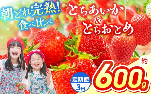 【先行予約】【定期3回】いちご 選べる 定期便 とちあいか＆とちおとめ  選べる 内容量 食べ比べ 300g×2 | 果物 くだもの フルーツ 野菜 やさい ヤサイ 苺 イチゴ いちご とちあいか とちおとめ  食べ比べ 新鮮 甘い 数量 限定 美味しい 果物 フルーツ デザート 栃木県 那珂川町 送料無料