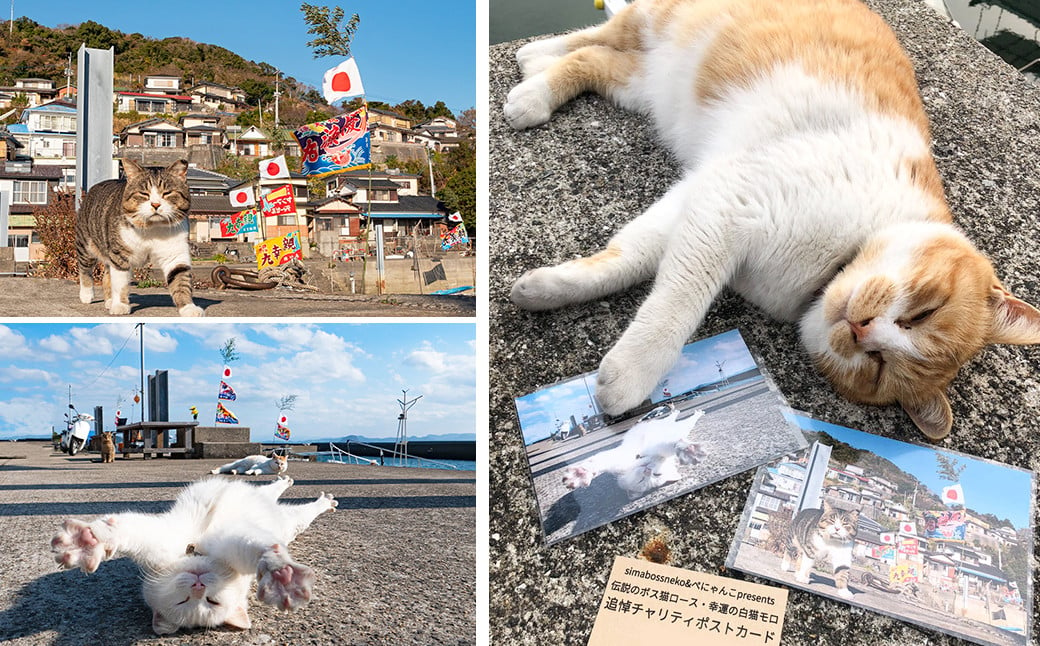 
ねこの島！湯島！オリジナルポストカード【地域猫活動支援】 猫 ねこ ネコ オリジナルグッズ ポストカード 2種 セット 猫島 猫の島 湯島 熊本県 上天草市
