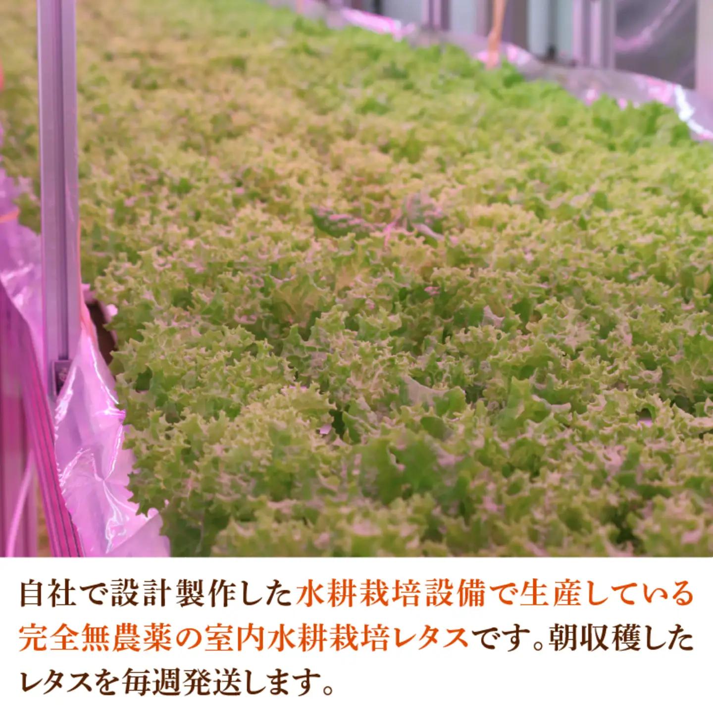 採れたてフレッシュな無農薬リーフレタス 8個入り　野菜 夏