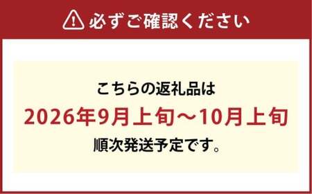 【訳あり】家庭用 シャインマスカット 600g以上2房入り 1.2kg以上【2026年9月上旬～10月上旬発送予定】果物 フルーツ くだもの マスカット ぶどう ブドウ 葡萄 ジューシー 甘い 濃厚 