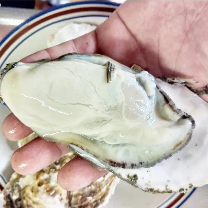 松島牡蠣屋 冷凍牡蠣（生食用） 1kg 宮城県産 牡蛎 牡蠣 カキ オイスター カキフライ 牡蠣鍋 海鮮 国産 魚貝類 急速冷凍 【菊地水産合同会社】ta625